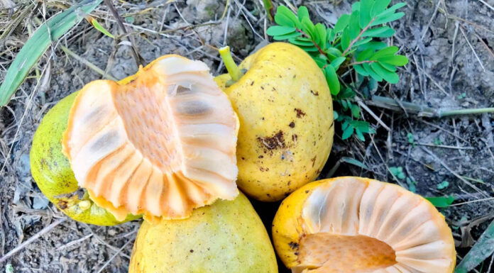 The Golden Wild Berry: A Foraged Treat, Now Harder to Find