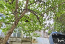 ‘Feast in Nam Dinh on a Budget of Less Than 300,000 VND’