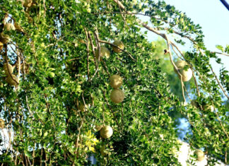 The Ultimate Delicacy: A Western Specialty with a Unique Appearance and Aroma