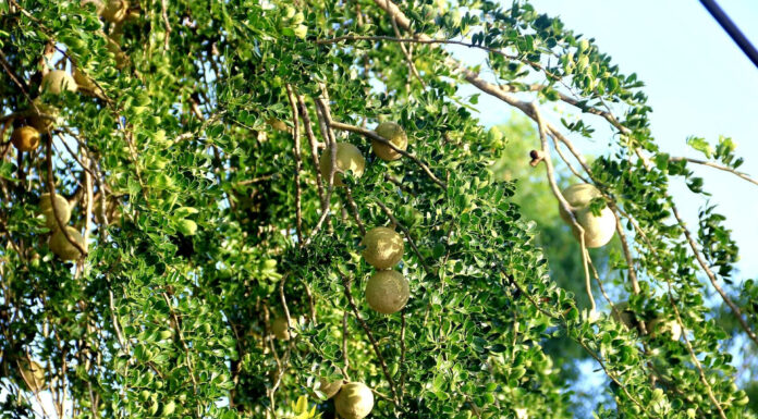 The Ultimate Delicacy: A Western Specialty with a Unique Appearance and Aroma