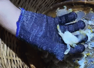 The Tasty Treasures of Quang Ngai: A Culinary Adventure by the Sea