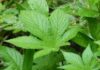 The Ultimate Longevity Herb: Unveiling the Ultimate Vietnamese Herb with Astonishing Health Benefits