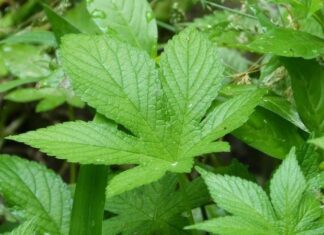 The Ultimate Longevity Herb: Unveiling the Ultimate Vietnamese Herb with Astonishing Health Benefits