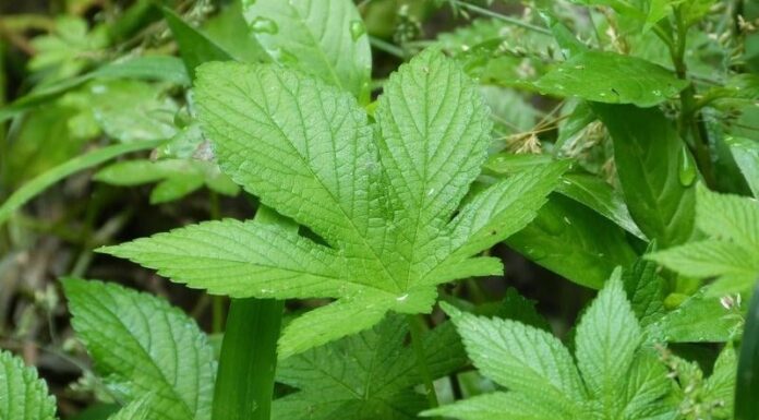 The Ultimate Longevity Herb: Unveiling the Ultimate Vietnamese Herb with Astonishing Health Benefits