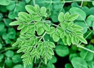 The Ultimate Guide to Discovering Vietnam’s Hidden Gem: The Golden Green Tree