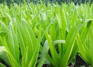 The Ultimate Bone-Boosting Veggie: Nature’s Calcium Powerhouse, Offering Triple the Dairy Punch!