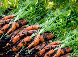 “The Superfood Root: China’s ‘Little Ginseng’ for Liver Health, Now Available in Vietnam’s Markets”