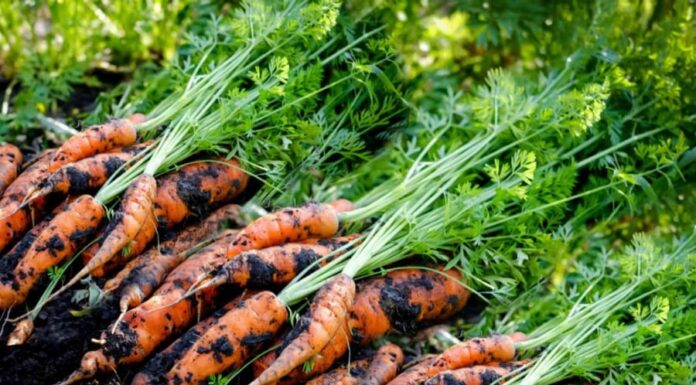 “The Superfood Root: China’s ‘Little Ginseng’ for Liver Health, Now Available in Vietnam’s Markets”