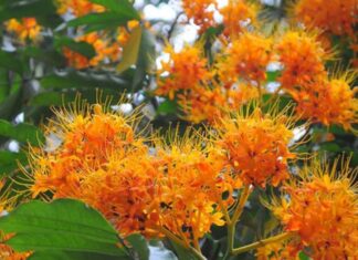 3 Sacred Trees Linked to the Life of the Buddha: What Are They?