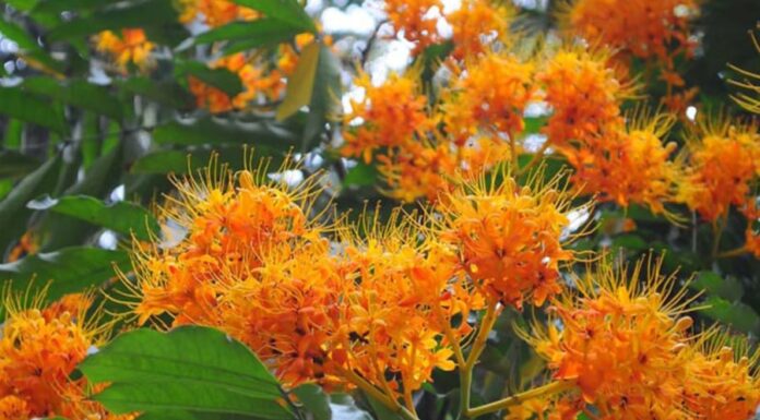 3 Sacred Trees Linked to the Life of the Buddha: What Are They?