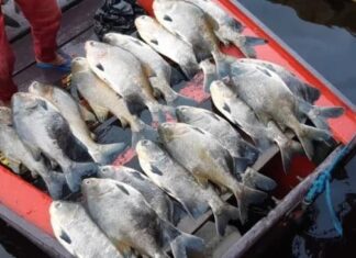 “Don’t Risk Your Health: Avoid This Common Mistake When Eating Fish”