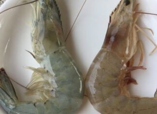 The Ultimate Guide to Telling Farmed and Wild Shrimp Apart: Insider Tips and Tricks