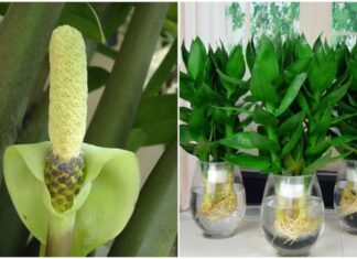 4 Types of Plants to Place on the Ancestral Altar for Prosperity