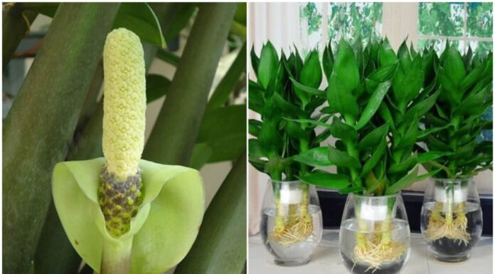 4 Types of Plants to Place on the Ancestral Altar for Prosperity