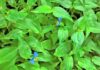 3 Wild Edible Weeds in Vietnam: Nature’s ‘Superfoods’ Uncovered.