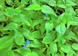3 Wild Edible Weeds in Vietnam: Nature’s ‘Superfoods’ Uncovered.