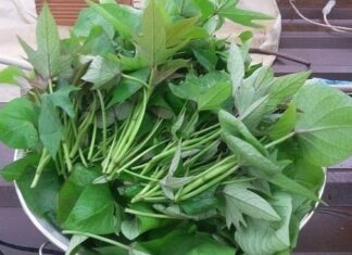 8 Types of Fresh Produce to Buy at the Market – Delicious, Nutritious, and Free of Pesticides