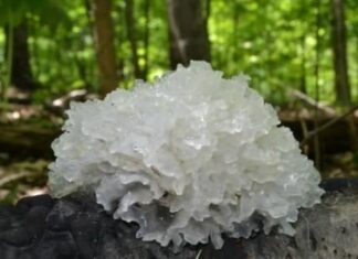 The Ultimate Superfood: A Poor Man’s Delight, as Precious as Ginseng.