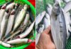 5 Types of Omega-3 Rich Fish With Sweet Flesh and Few Tiny Bones: A Must-Buy When Spotted at the Market