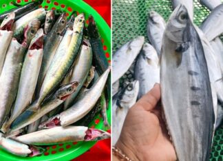 5 Types of Omega-3 Rich Fish With Sweet Flesh and Few Tiny Bones: A Must-Buy When Spotted at the Market