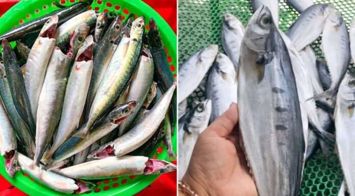 5 Types of Omega-3 Rich Fish With Sweet Flesh and Few Tiny Bones: A Must-Buy When Spotted at the Market