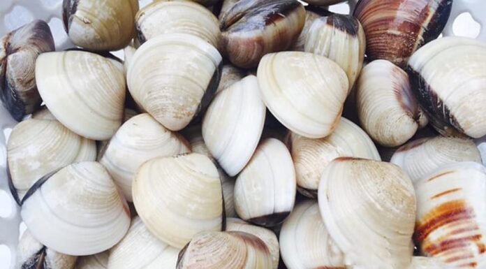 The Ultimate Seafood Surprise: A Protein-Packed Treat Cheaper than Salmon!