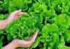 Super Greens: 4 Powerful Health Benefits of Eating Lettuce Daily for 3 Months