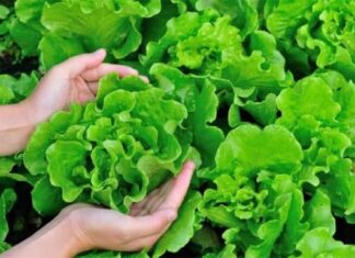Super Greens: 4 Powerful Health Benefits of Eating Lettuce Daily for 3 Months