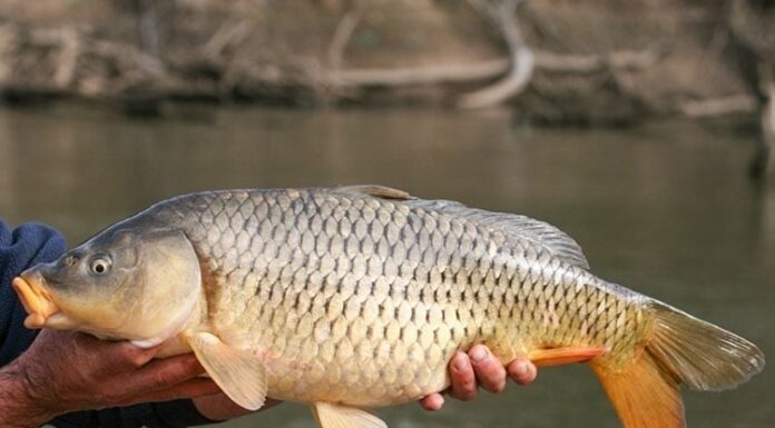 The Ultimate Superfood: Discover the Affordable, Surprising Fish that Outshines Ginseng and Bird’s Nest