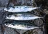 The Ultimate Omega-3 Superfish: Unveiling the True King Beyond Salmon