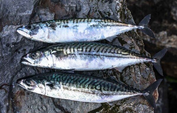 The Ultimate Omega-3 Superfish: Unveiling the True King Beyond Salmon