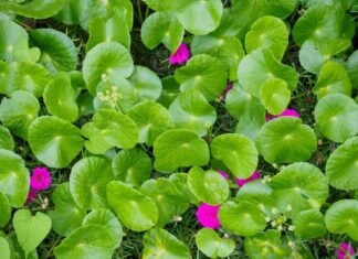 Beat the Heat: 7 Healthy Summer Drink Options to Try