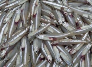 7 Types of Affordable Fish That Are as Precious as Ginseng and Bird’s Nest: Unsung Heroes for Your Health