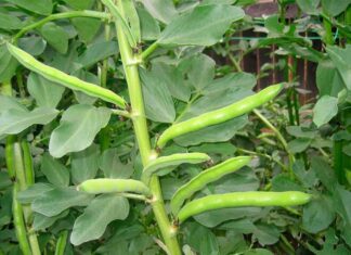 “The Humble Turnip: From Filling Bellies to Fulfilling Palates – A Tasty Transformation”