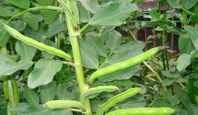 “The Humble Turnip: From Filling Bellies to Fulfilling Palates – A Tasty Transformation”