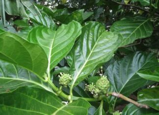 The Leafy Wonder: Transforming a Bitter Find into a Delicious and Nutritious Treat.
