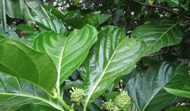 The Leafy Wonder: Transforming a Bitter Find into a Delicious and Nutritious Treat.