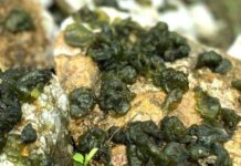 The Ultimate Delicacy from Ninh Binh: From a Pauper’s Meal to a Sought-After City Treat