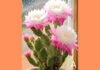 The Ultimate Guide to Choosing the Perfect Cactus: A Psychological Test