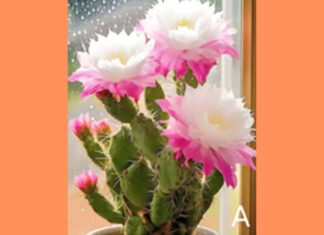 The Ultimate Guide to Choosing the Perfect Cactus: A Psychological Test