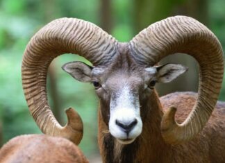 The Lucky Three: Unlocking Abundance in the Last 10 Days of April