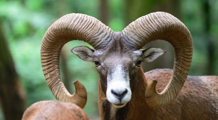 The Lucky Three: Unlocking Abundance in the Last 10 Days of April