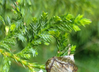 The Forest’s Treasure: Vietnam’s Golden Wood, a Rare Find Worth its Weight in Gold.