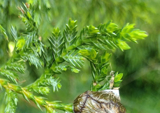 The Forest’s Treasure: Vietnam’s Golden Wood, a Rare Find Worth its Weight in Gold