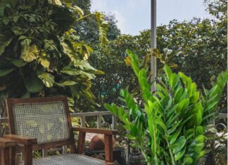 Place One of These 5 Lucky Plants on Your Balcony and Watch Your Fortune Soar