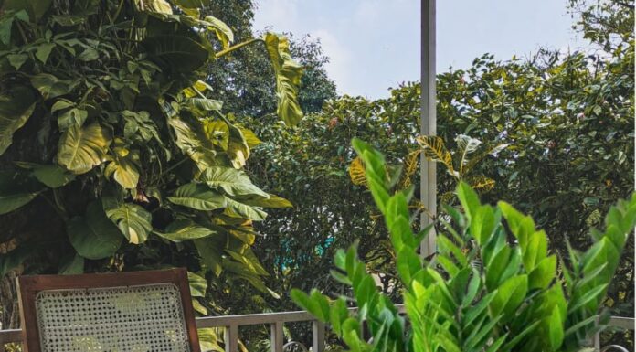 Place One of These 5 Lucky Plants on Your Balcony and Watch Your Fortune Soar