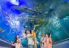 Nha Trang Oceanography Museum – A Captivating Miniature Ocean in the Heart of the City
