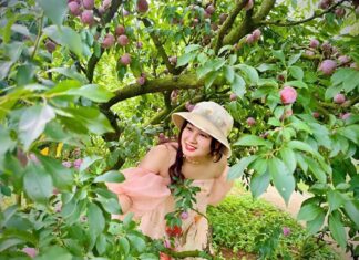 The Ultimate Guide to a Relaxing Plum-Picking Experience in Moc Chau: 4 Scenic Spots for the Perfect Photo-Op and Delicious Local Treats