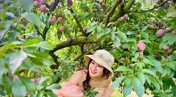 The Ultimate Guide to a Relaxing Plum-Picking Experience in Moc Chau: 4 Scenic Spots for the Perfect Photo-Op and Delicious Local Treats
