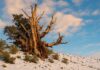 The Ancient Secret to Longevity: Unveiling the Mystery of the 5,000-Year-Old Thriving Tree in a Barren Desert